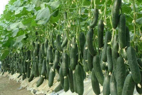 متاجر بیع الخيار الشتوي