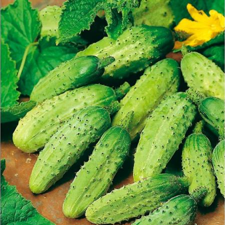 بیع وشراء  الخيار صغير الحجم بالجملة