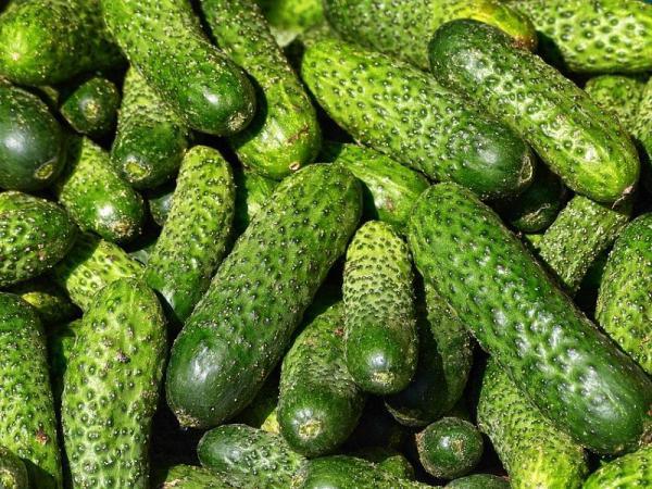 مراکز توزیع  الخيار الصغير الحجم