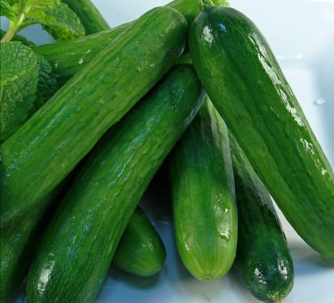 طالبي الشراء الخيار النبات