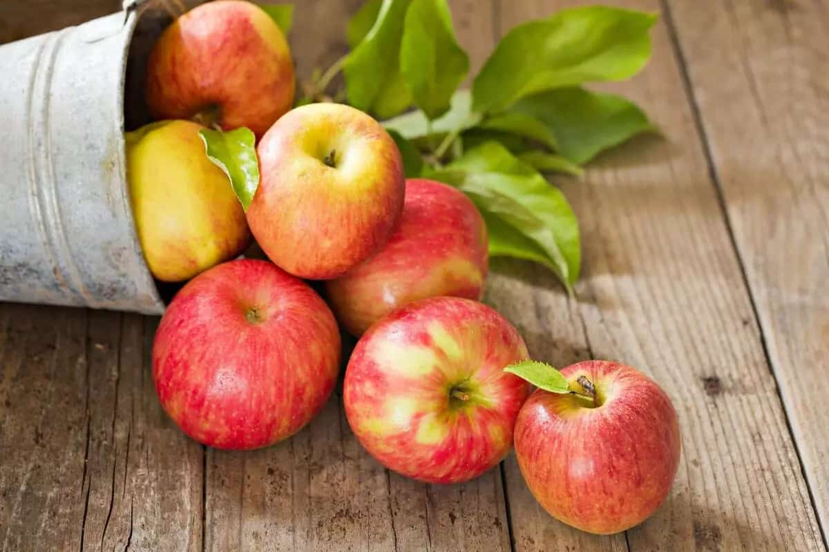  التفاح في السعودية؛ حامض حلو شهي كبيرة صغيرة 3 انواع الأحمر الأخضر الأصفر 
