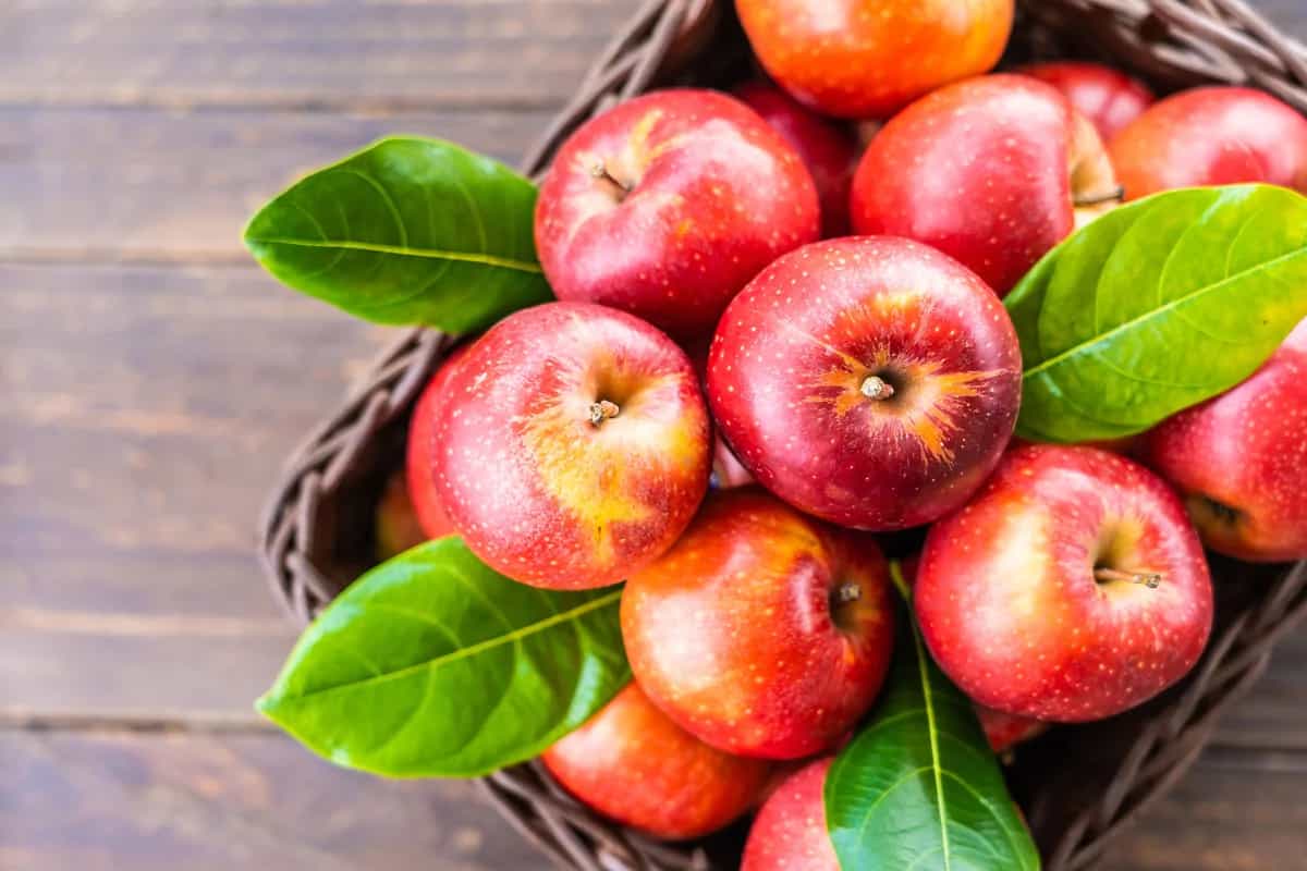 التفاح الأحمر اليوم؛ طريًا عصيرًا تقوي جهاز المناعة مناطق معتدلة Vitamin C