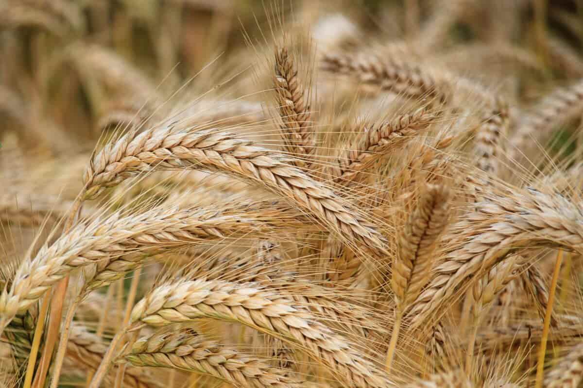 التفاح في تايلاند؛ الاصفر الاحمر الاخضر ناضج مقرمش مضادات الأكسدة
